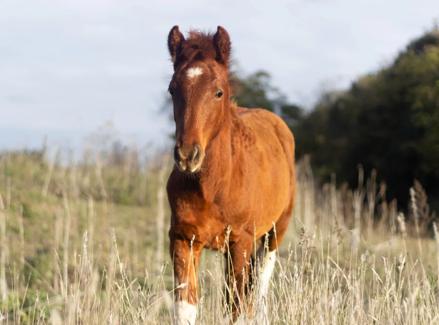 Foto de potro de caballo lusitano