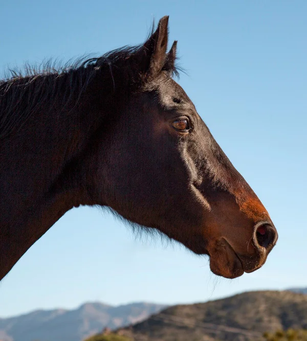 foto Caballo lusitano Magalhaes yeguada del arroyo del lobo