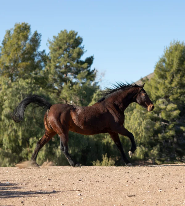 Foto de Caballo lusitano Salazar yeguada del arroyo del lobo
