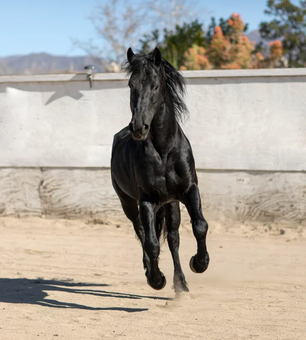 Caballo lusitano Vasco yeguada del arroyo del lobo