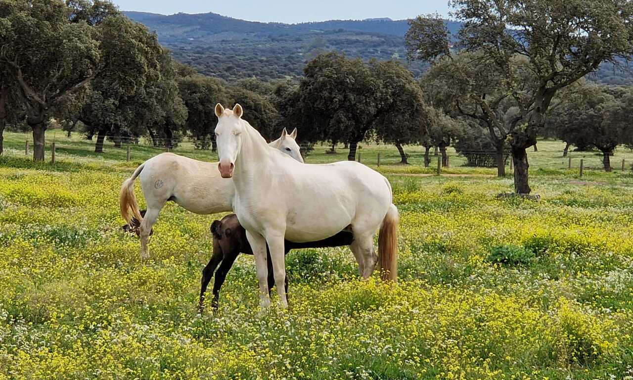 La finca de Yeguada del Arroyo del Lobo