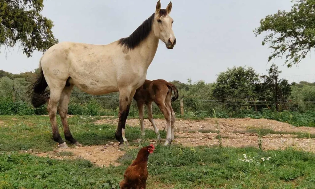 Foto de yegua con su potro en la yeguada del arroyo del lobo