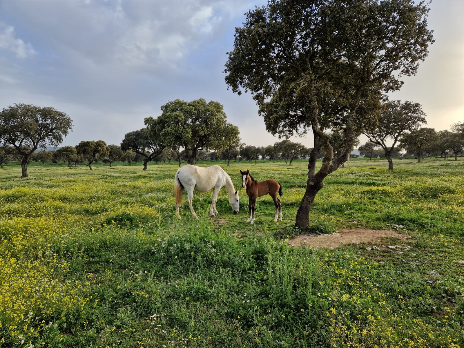 Yegua y cría junto a árbol en Yeguada del Arroyo del lobo