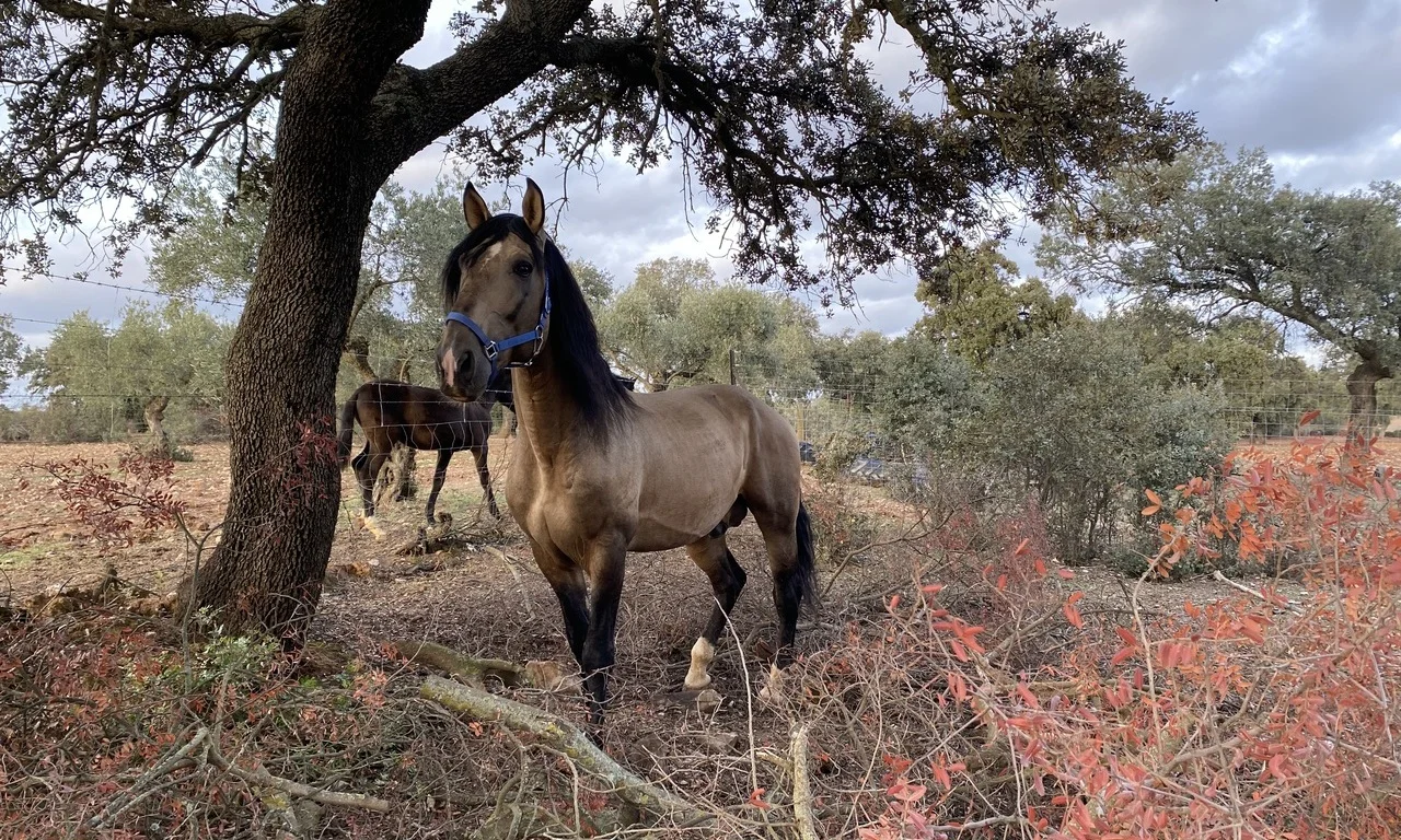 ejemplares yeguada del arroyo del lobo