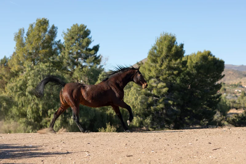 ejemplar Salazar yeguada del arroyo del lobo